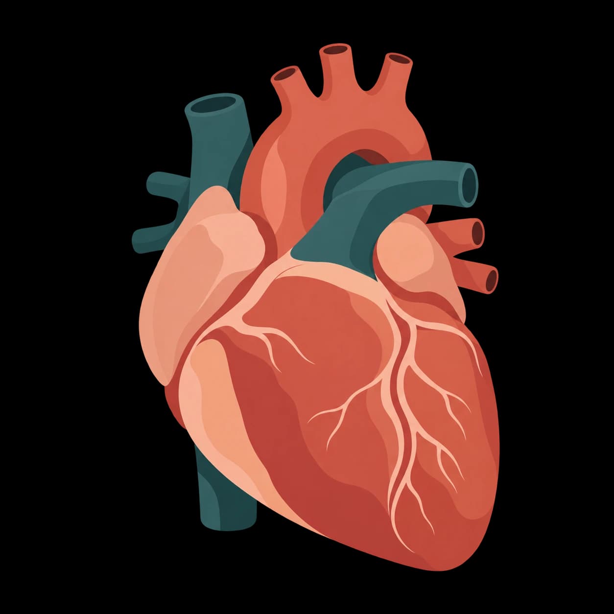 A simplified anatomical heart illustrated in terracotta and teal.